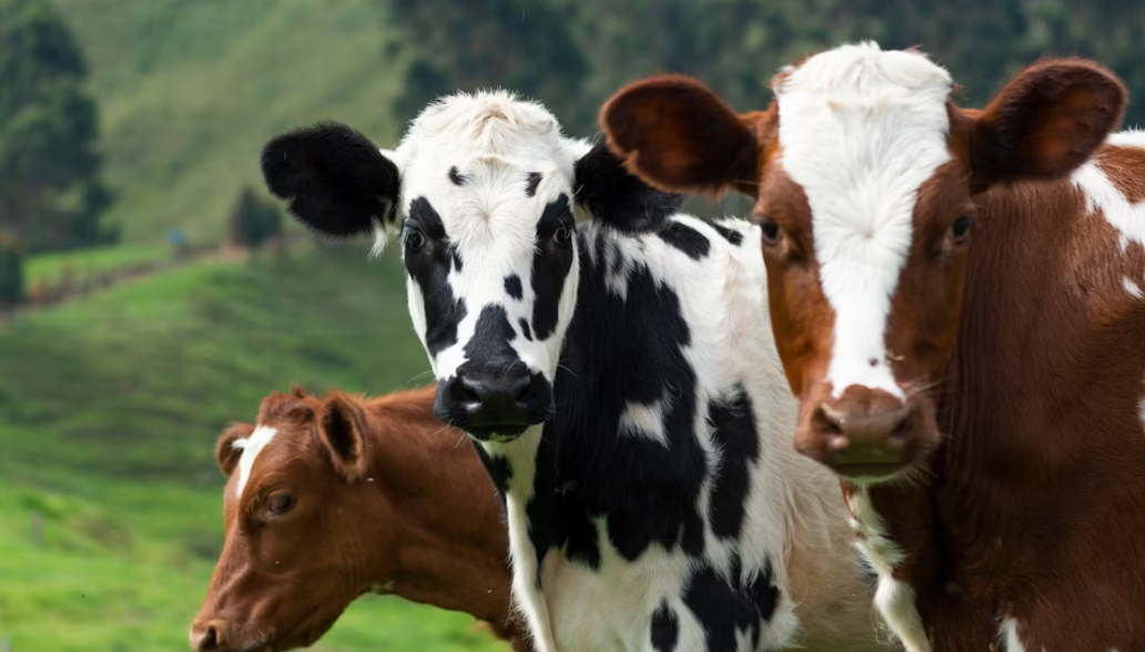 Mengenal Inseminasi Buatan pada Sapi, Solusi Modern untuk Meningkatkan Kualitas Ternak